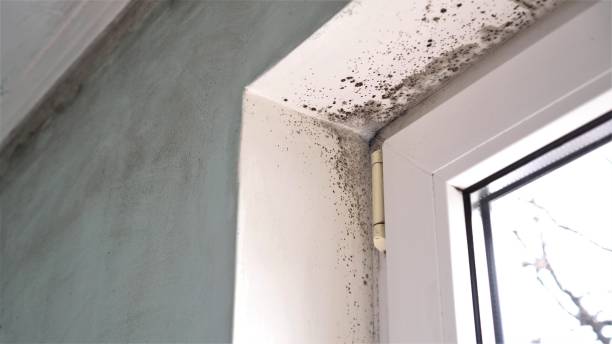 Professional Mold Removal in Middletown, VA