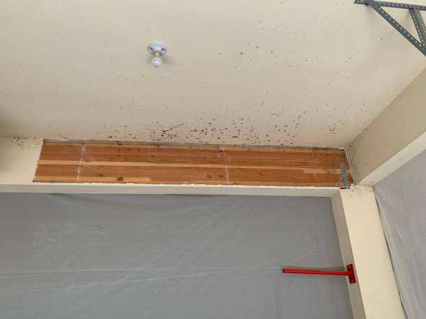 Best Water Damage & Mold Remediation  in Middletown, VA